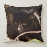 geoffroy-cat-016 pillows