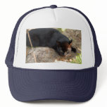 geoffroy-cat-017 hats