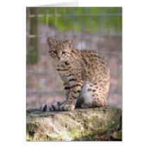 geoffroy-cat-019 cards