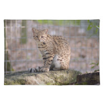 geoffroy-cat-019 placemats