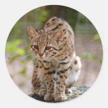 geoffroy-cat-021 round sticker