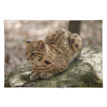 geoffroy-cat-022 placemats