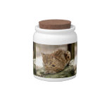 geoffroy-cat-023 candy jars