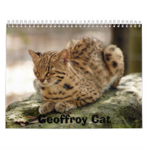 geoffroy-cat-023, Geoffroy Cat