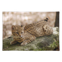 geoffroy-cat-024 placemats