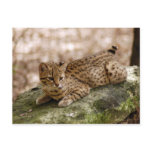 geoffroy-cat-024 postcard
