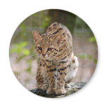 Geoffroy Cat Magnet