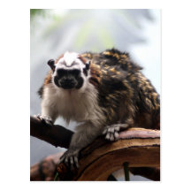Geoffroy's Tamarin Postcard