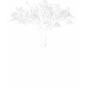 George Washington's Tree - Black t-shirts