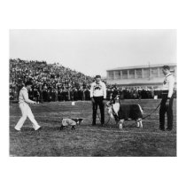 Georgetown Navy Game, G. W. Bulldog and Navy Goat posters by PaperTimeMachine Georgetown Navy Game, G. W. Bulldog and Navy Goat posters