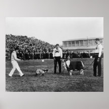 Georgetown Navy Game, G. W. Bulldog and Navy Goat Print