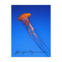 Georgia Aquarium Jellyfish postcards by silverthorne Georgia Aquarium Jellyfish postcards