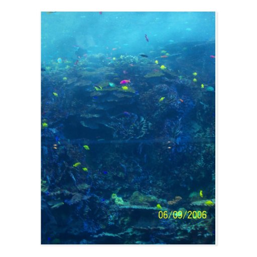 Aquarium Postcard Zazzle