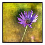 purple daisy, aster, wildflower, photograph,