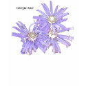 Georgia Aster t-shirts by littlewingdesign Georgia Aster t-shirts