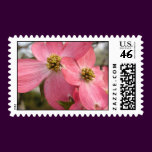 Georgia Dogwood