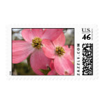 Georgia Dogwood