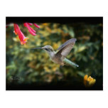 Georgia Hummingbird in Summer Postcard