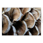 Georgia Pine Cone Card
