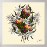 Geraldton Wax, Flannel Flowers, Banksia Print
