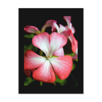Geranium 'Alberta' postcards