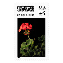 Geranium at Nigt postage