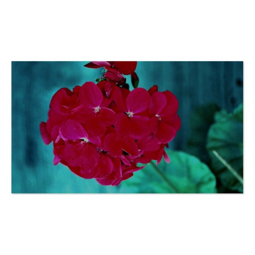 Geranium bloom head, Whitby, Ontario, Canada Business Card Templates (back side)