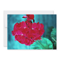 Geranium bloom head, Whitby, Ontario, Canada Announcement