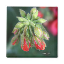 Geranium Bud Magnet