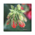 Geranium Bud Magnet by angelspiritme Geranium Bud Magnet