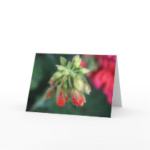 Geranium Buds Cards