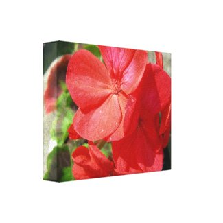 Geranium wrappedcanvas