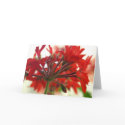 geranium cards