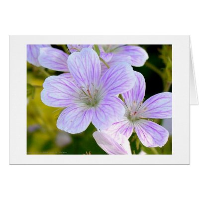 Geranium Card by johnforbes