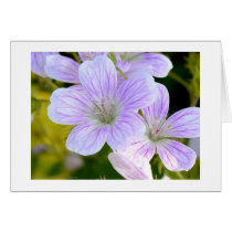 Geranium cards