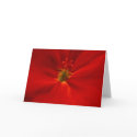 Geranium cards