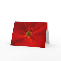 Geranium cards by viviculture Geranium cards