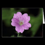 Geranium Endressii cards