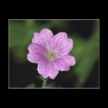 Geranium Endressii postcards