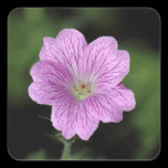 Geranium Endressii stickers