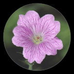 Geranium Endressii stickers
