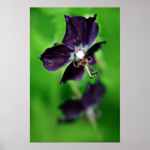Geranium Phaeum flower print posters