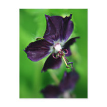 Geranium Phaeum purple flower art postcard postcards