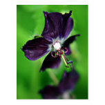 Geranium Phaeum purple flower art postcard