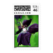 Geranium Phaeum purple flower postage stamps