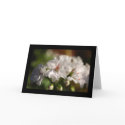 Geranium Photo Card