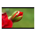 Geranium posters