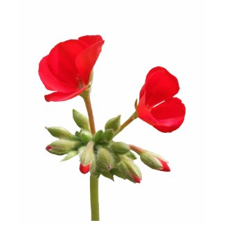 Geranium Tshirt shirt
