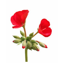 Geranium Tshirt