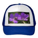 Geranium with Bee Hat